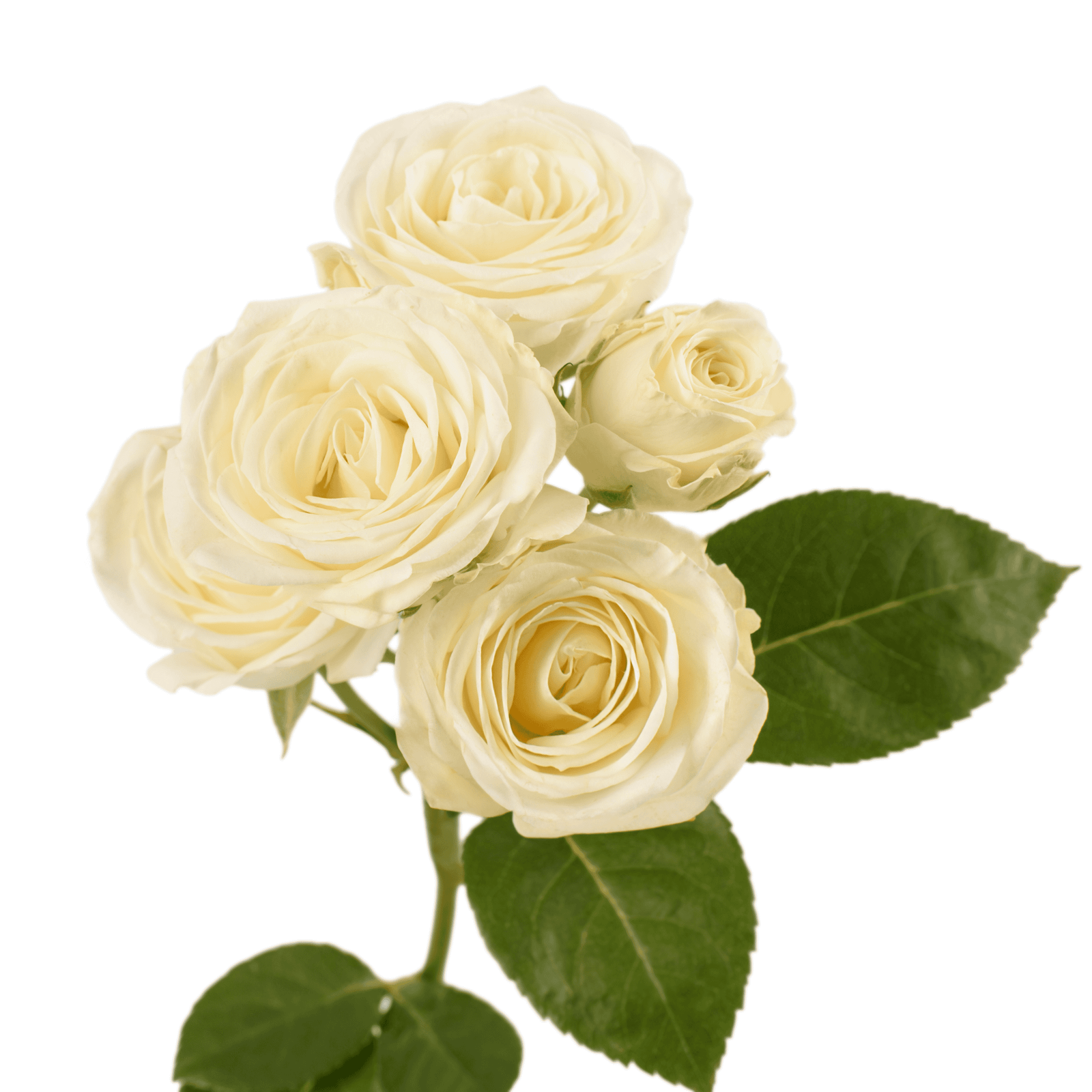 spray roses sweet dreams 2 scaled