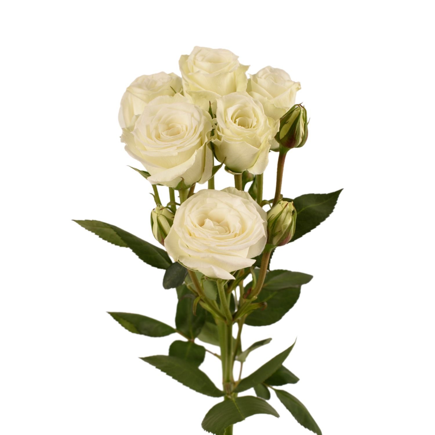 spray roses viviane 2