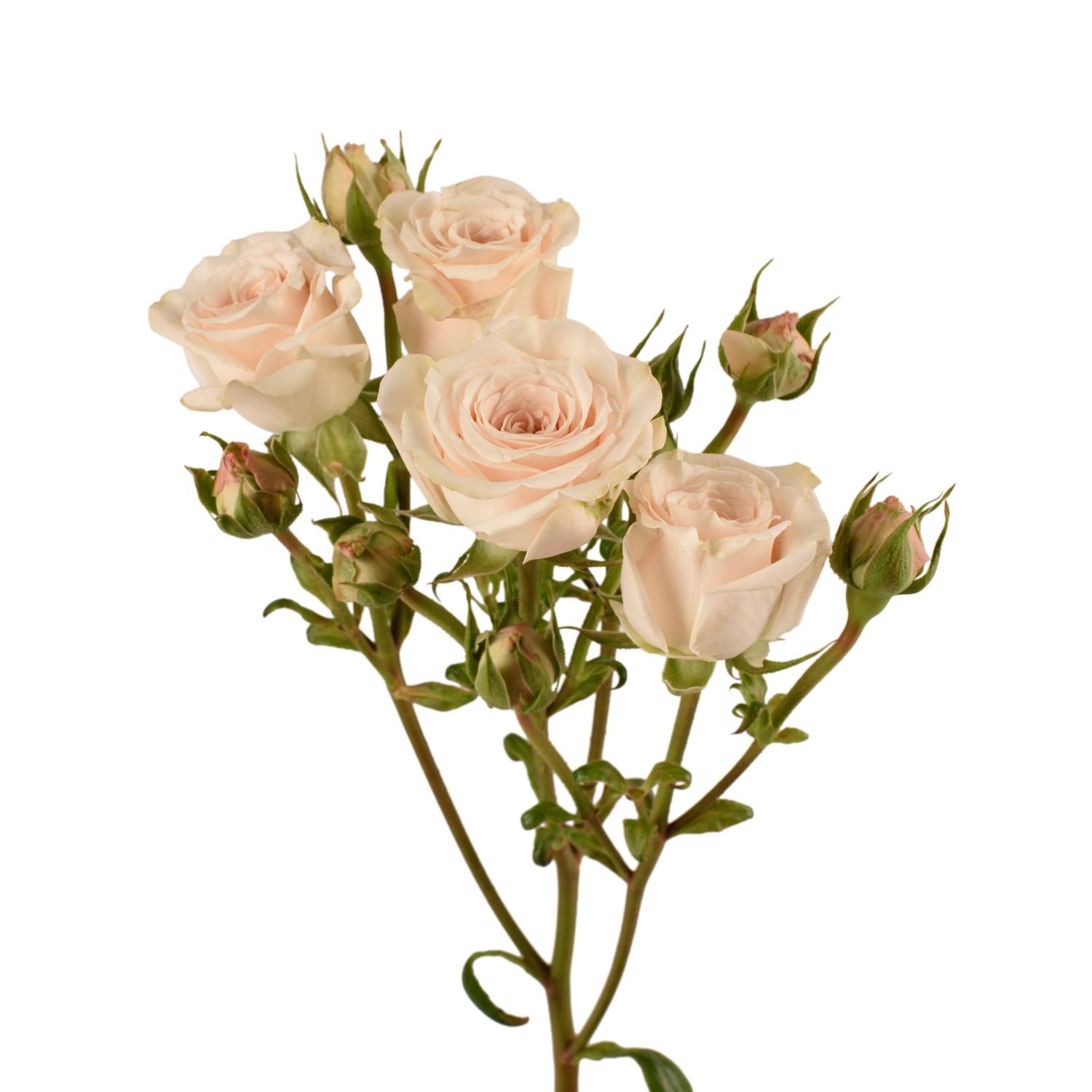 spray roses volans 2