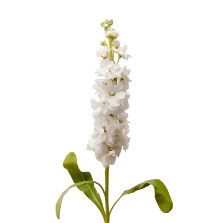 white stock bloomingmore a