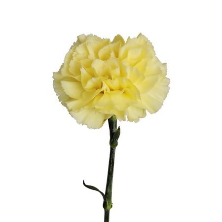 yellow carnations bloomingmore a