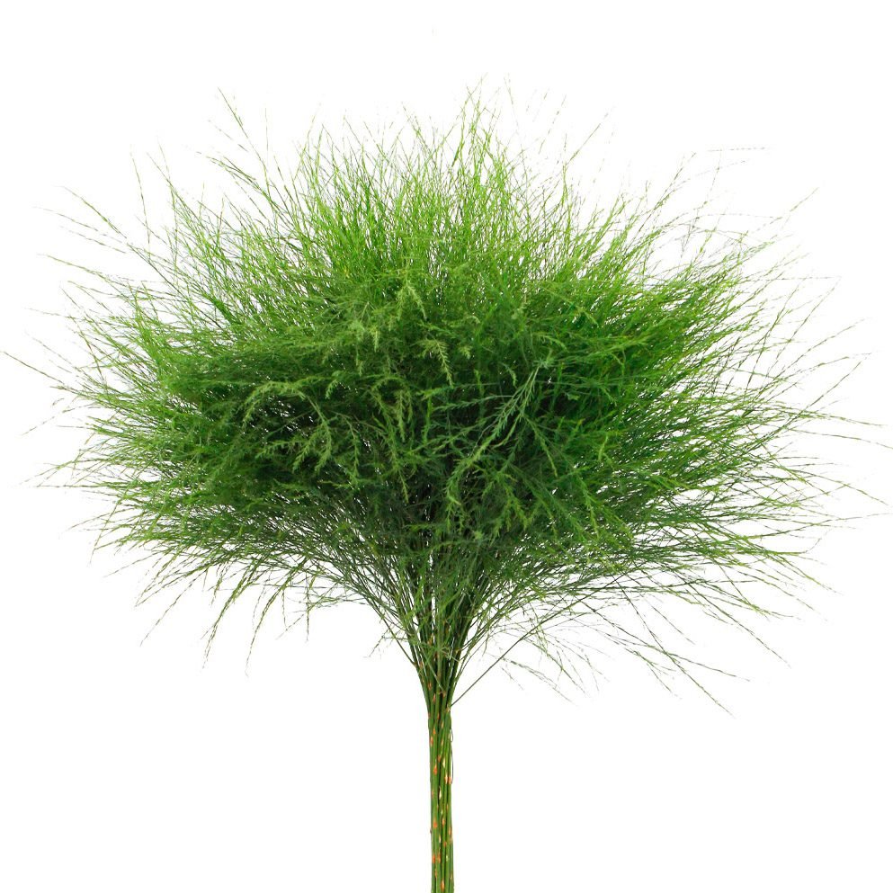 asparagus virgatus greens