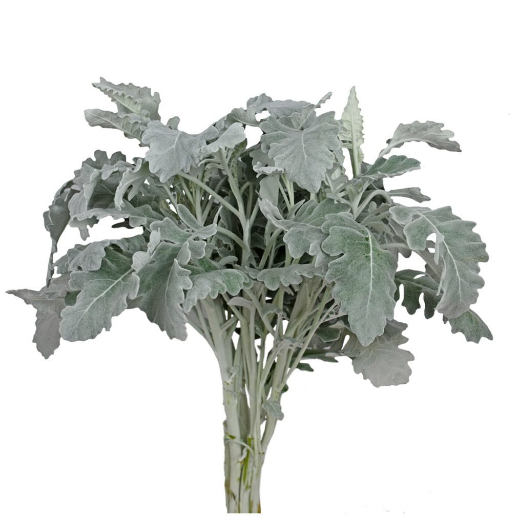 dusty miller greys side