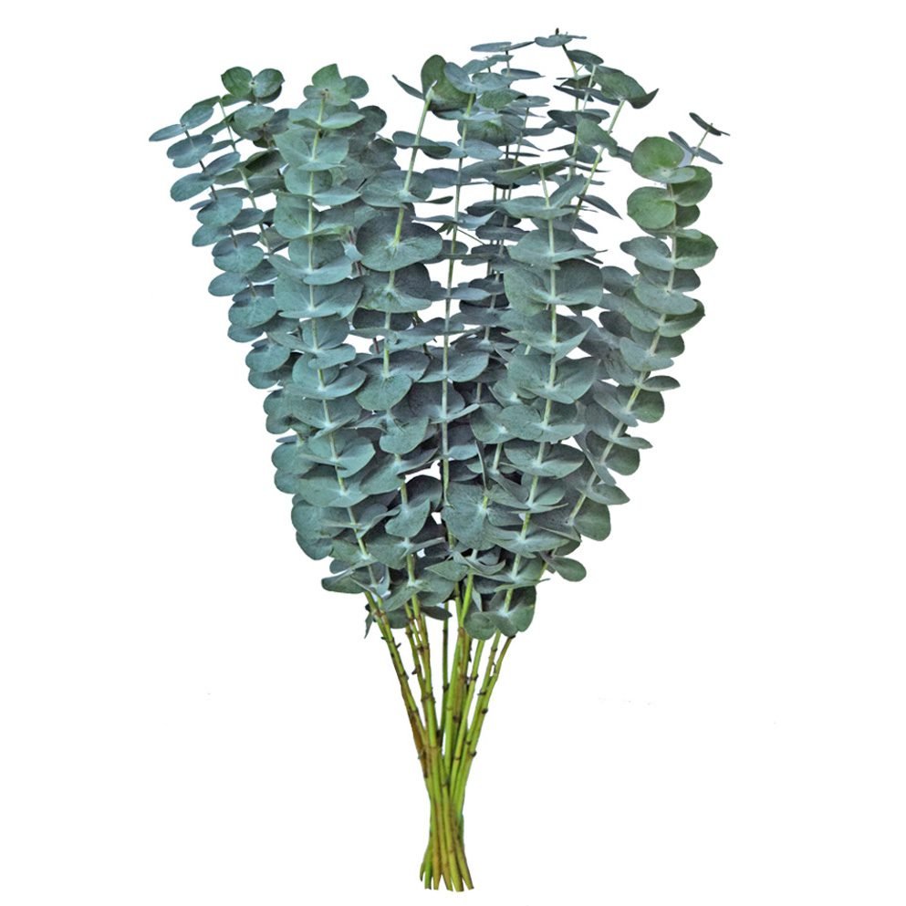 eucalyptus baby blue greens