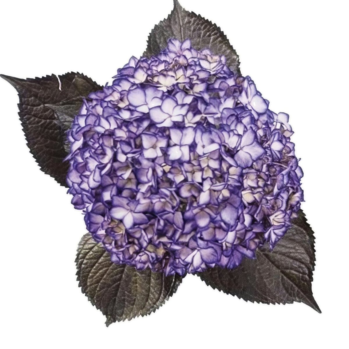 hortensia 05 morada