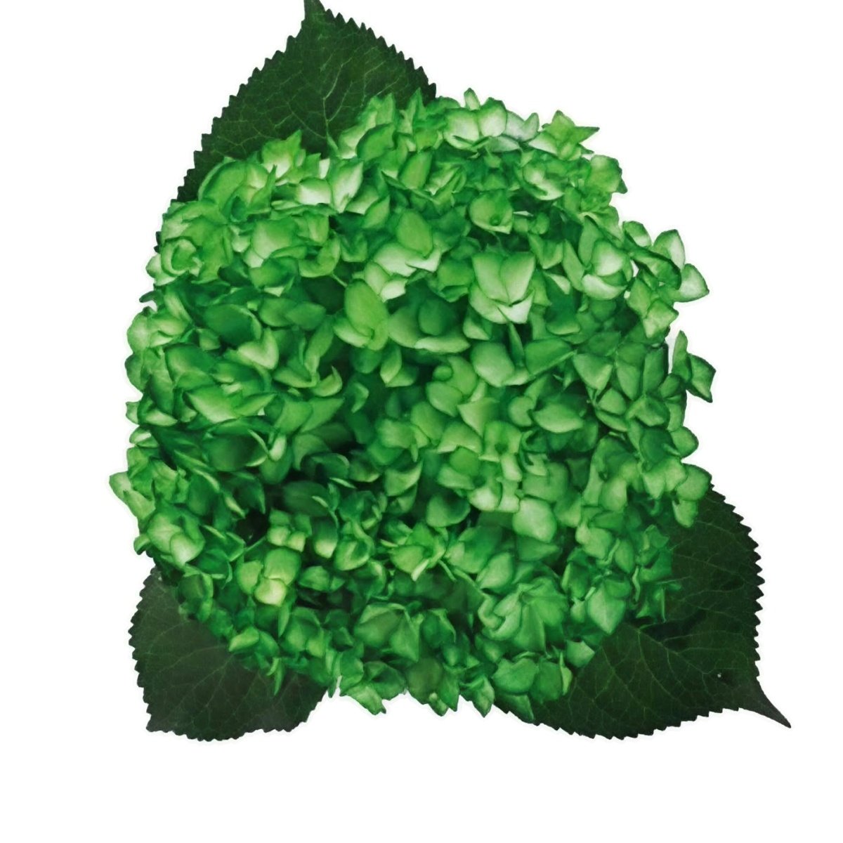 hortensia 07 verde