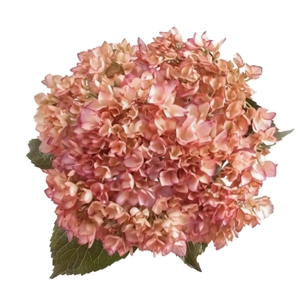 hortensia 09 durazno