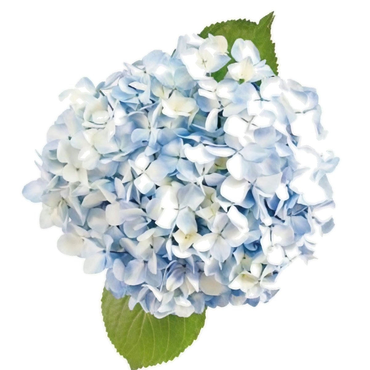 hortensia 19 celeste