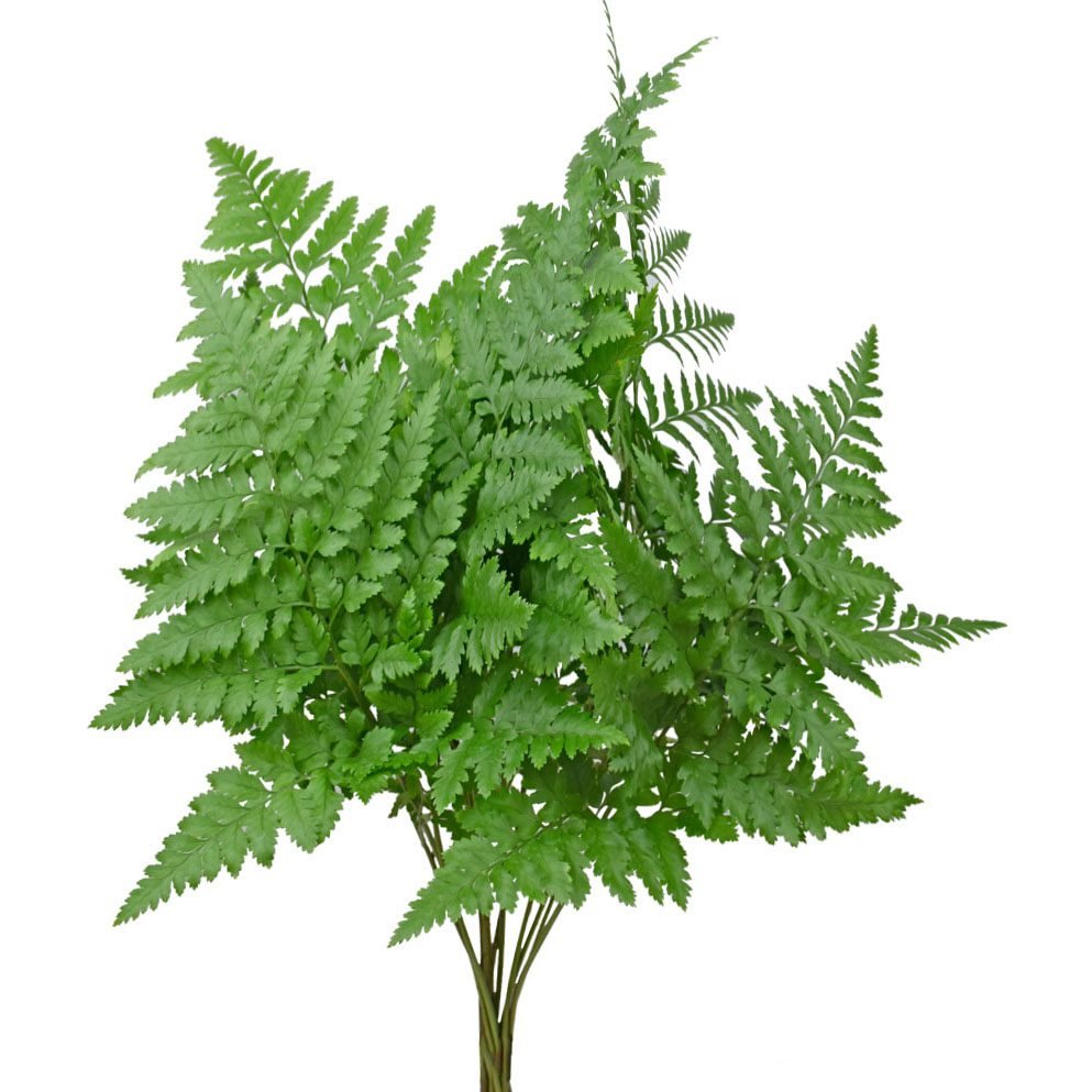 leather leaf greens