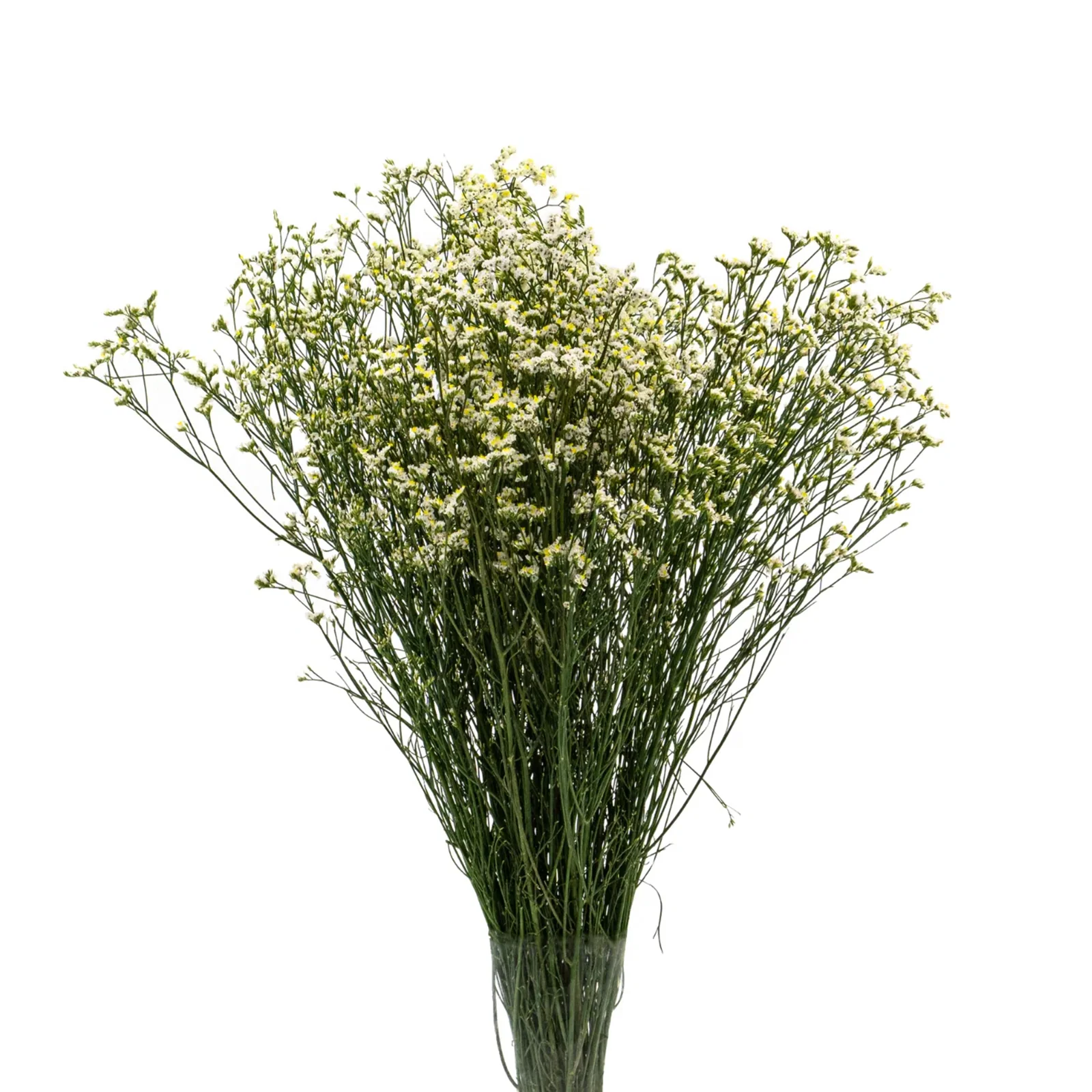 limonium misty white