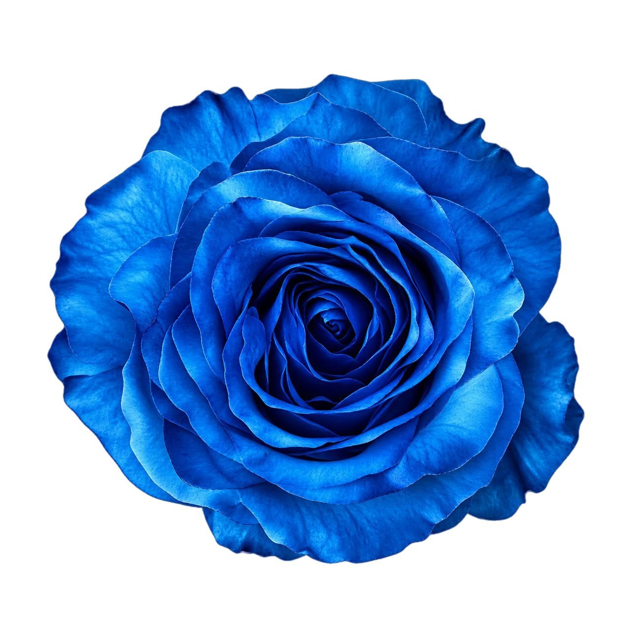 rosa 1 azul
