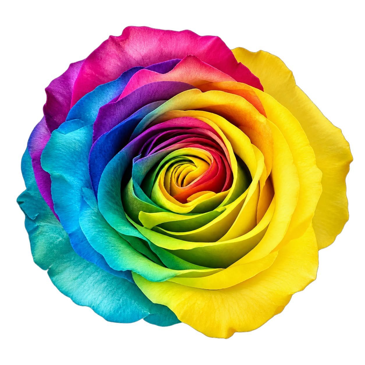 rosa 2 arcoiris