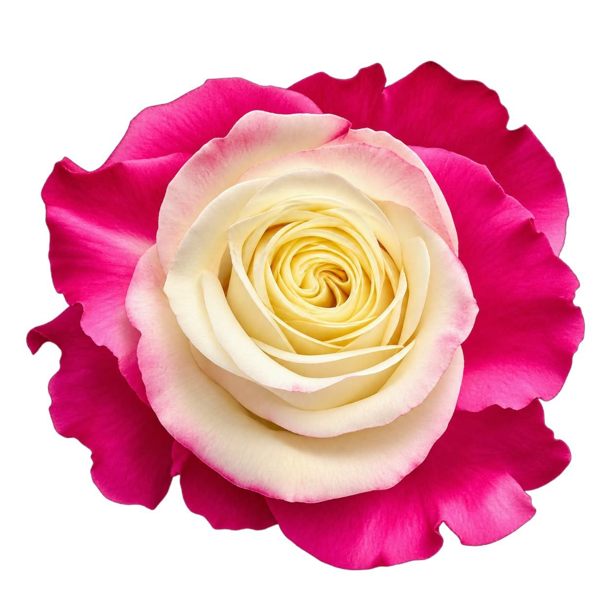 rosa 5 fucsia crema