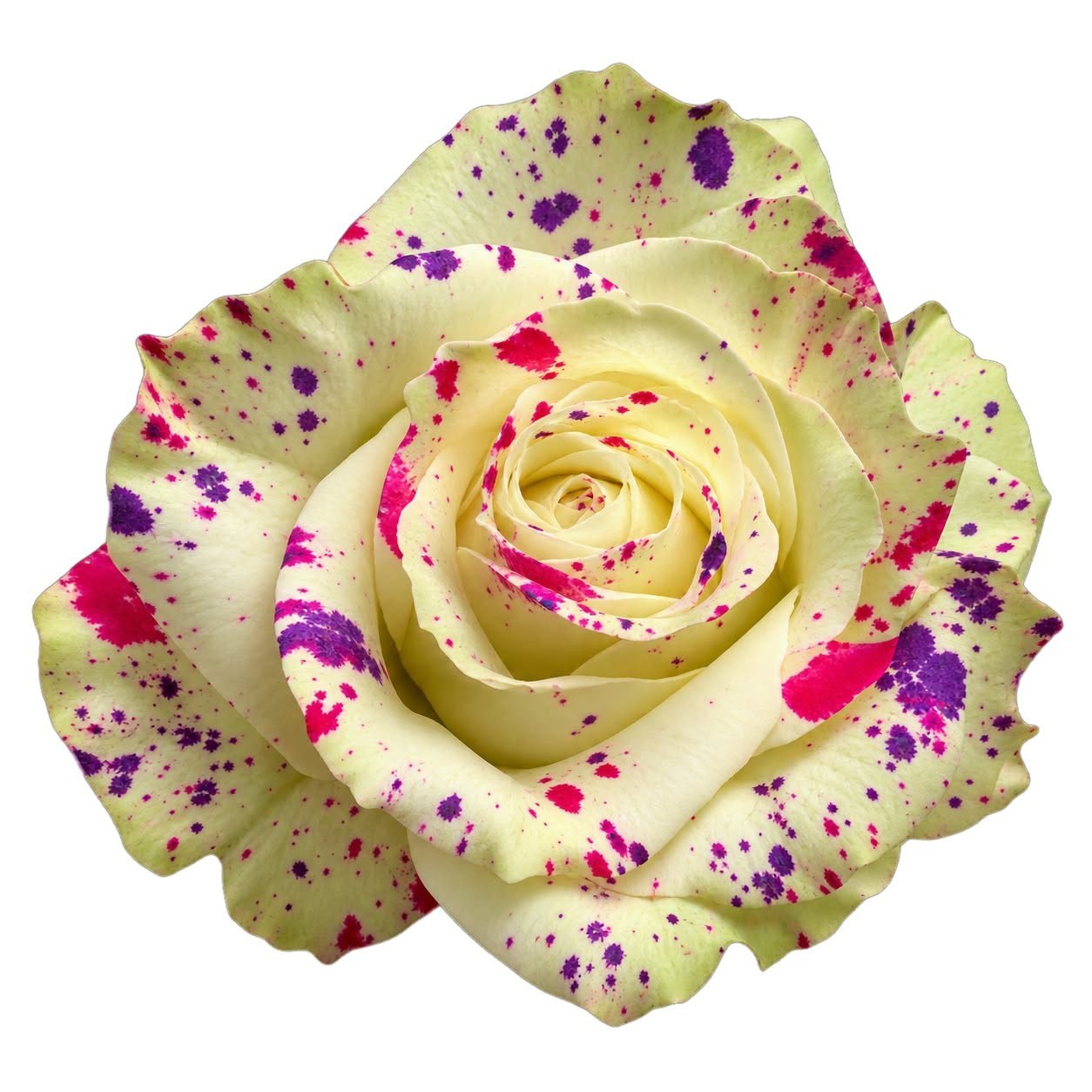 rosa 6 salpicada