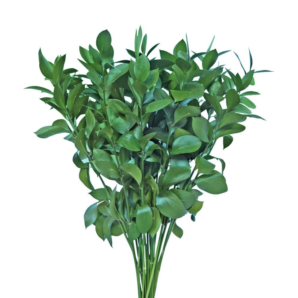 ruscus greens